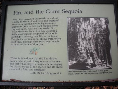 Giant Forest--Unpaved Trails--waysides--Sequoia and Kings Canyon National Park--12/2009