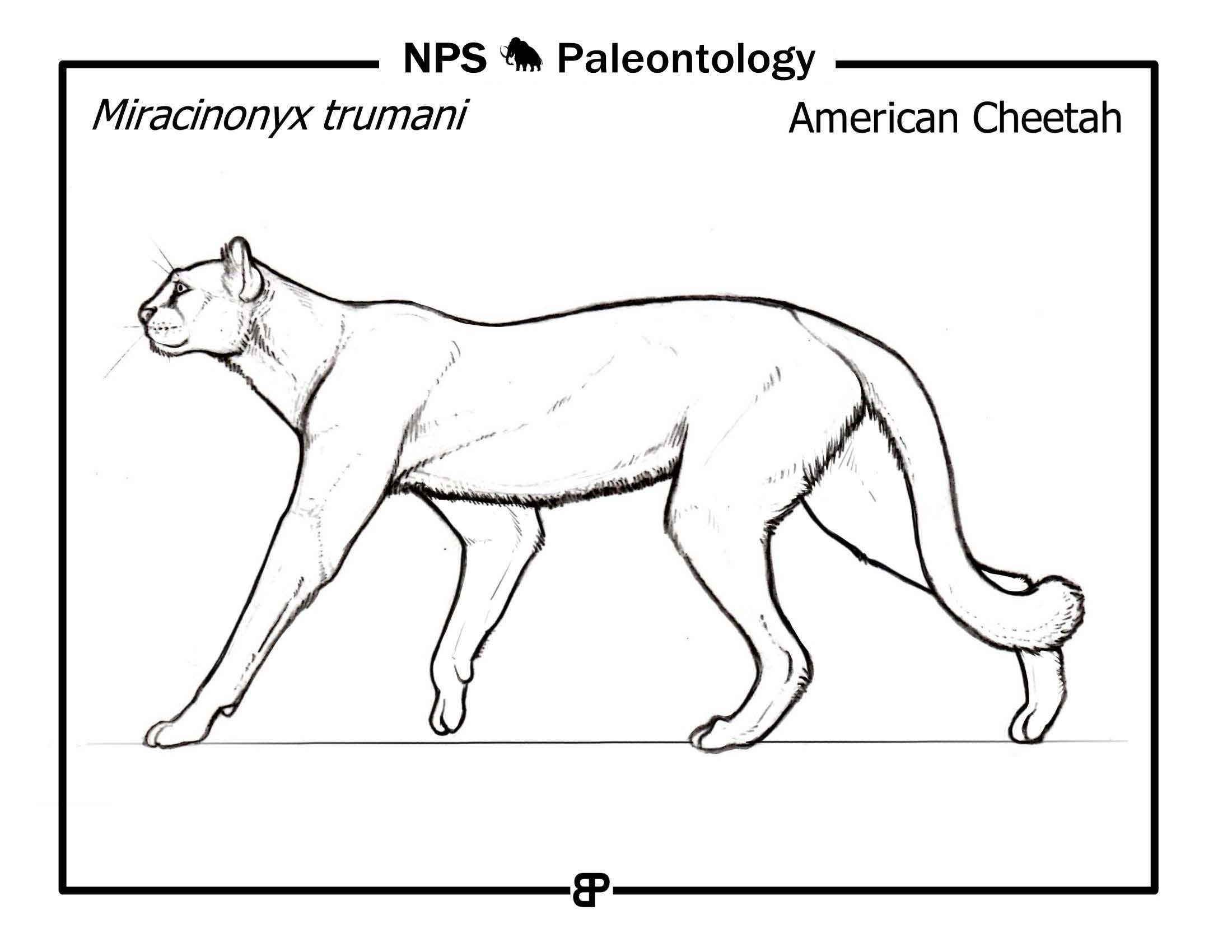 line drawing or a cheetah