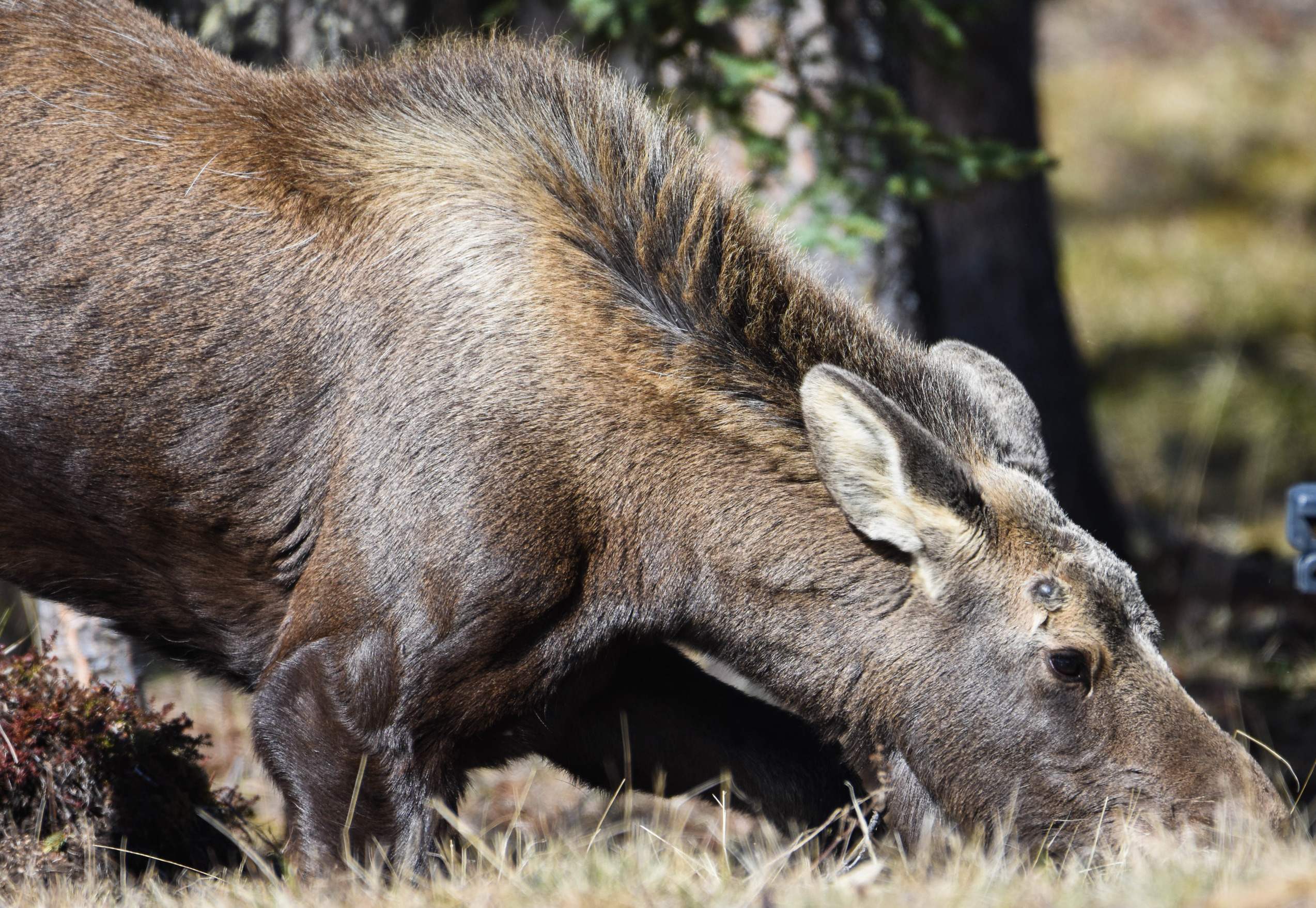 moose eating dried plants