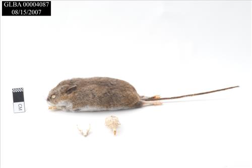 Peromyscus maniculatus  (Wagner, 1845)