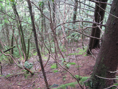 GRSM Accuracy Assessment. Plot Code: GRSM_AA_0525_4