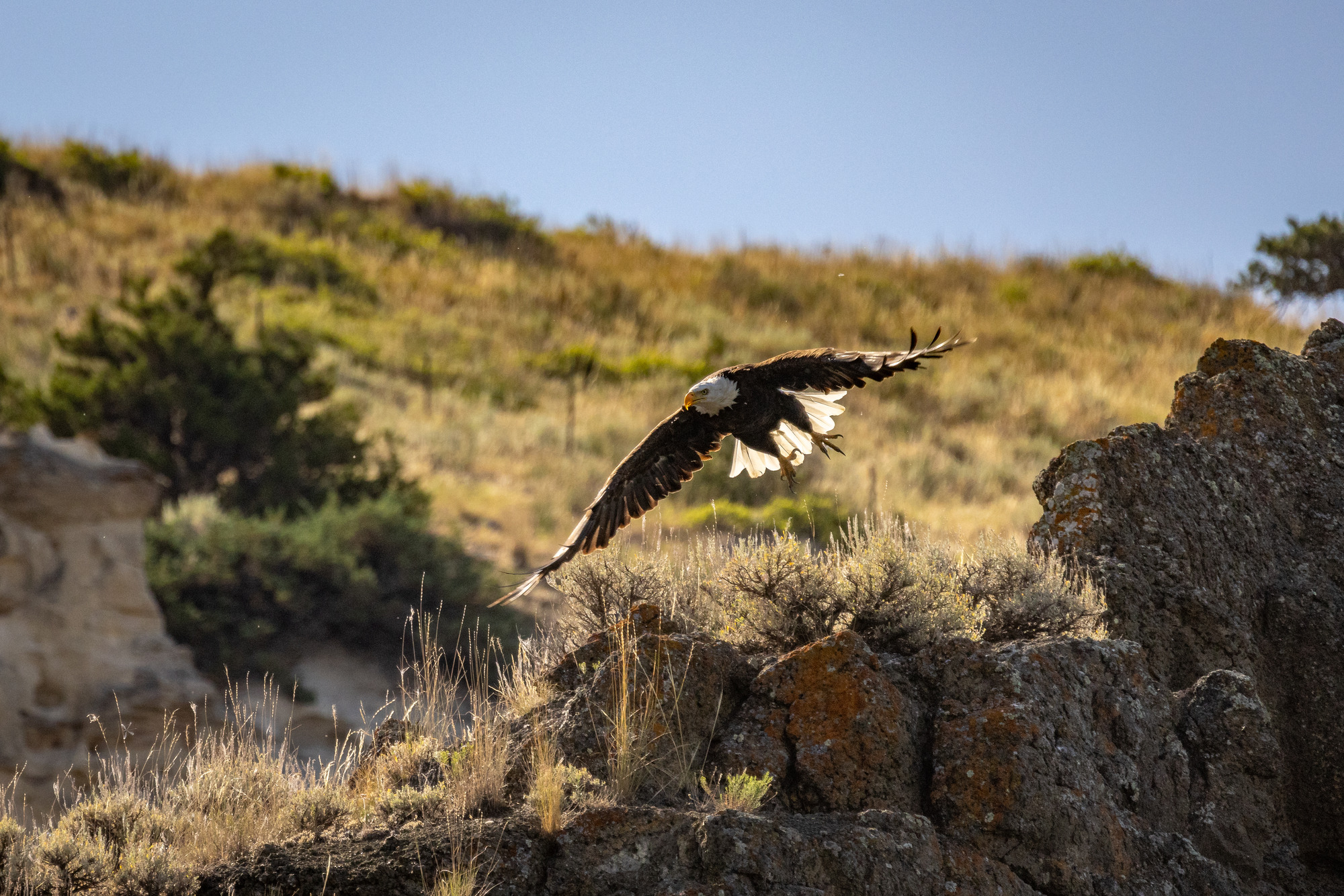 A bald eagle with wings outstretched taking flight from a rocky perch