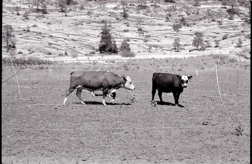 Cows in Hop Valley, branded HC.