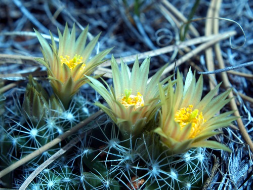 Pincushion Cacti, Ball Cactus, Nipple Cactus, Missouri Pinchshion, Coryphantha missouriensis, C. Vivipara, Mammillaria missouriensis, M. Vivipara