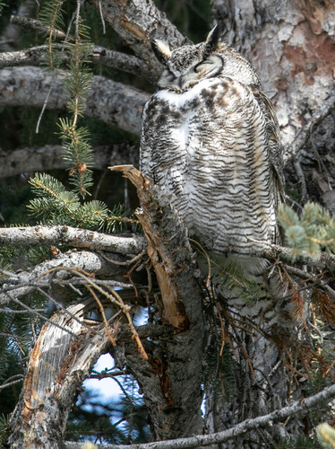 Male great horned owl roosting with eyes closed in a conifer