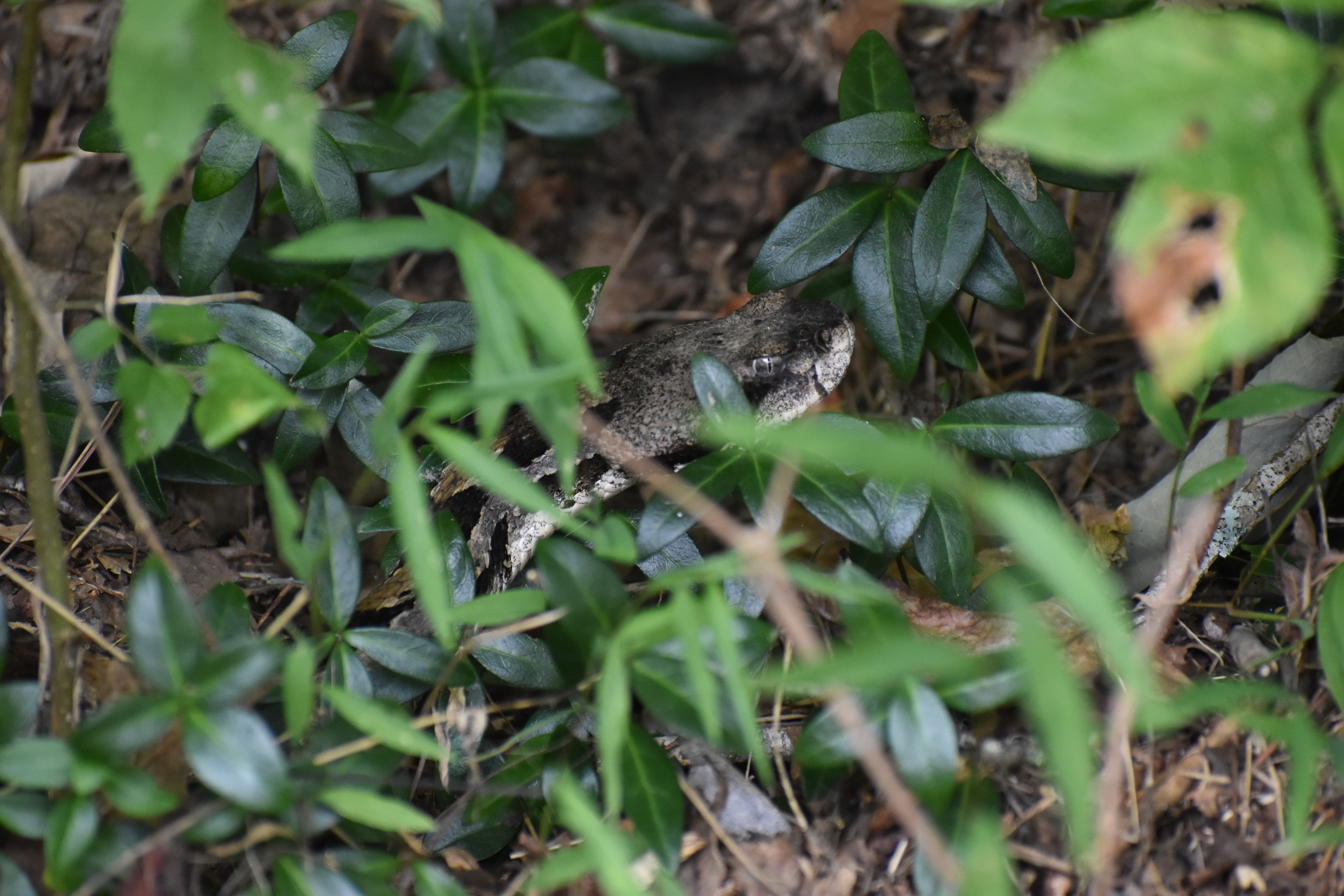 Timber rattlesnake in a bush 