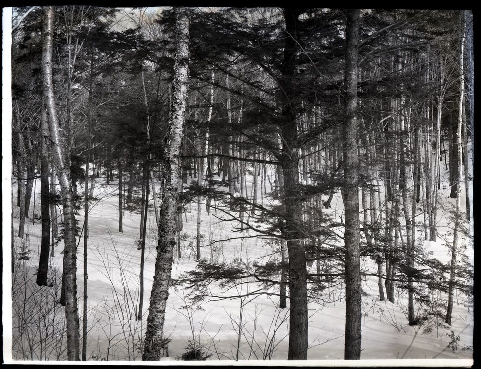 Delano Wild Gardens in Winter - an image of Tree Trunks with Sunlight on Snow