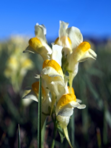 Butter-and-Eggs, Yellow Toadflax, Linaria vulgaris