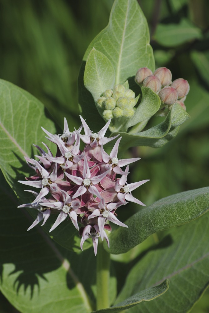 Closeup of a cluster of tiny, pink, five petaled flowers. 