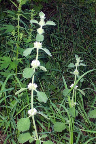 White Horehound, Horehound, Marrubium vulgare