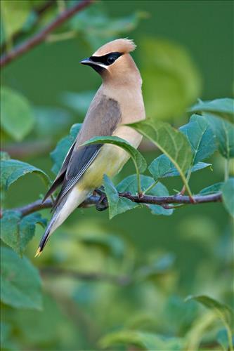 Cedar waxwing in Cuyahoga Valley National Park