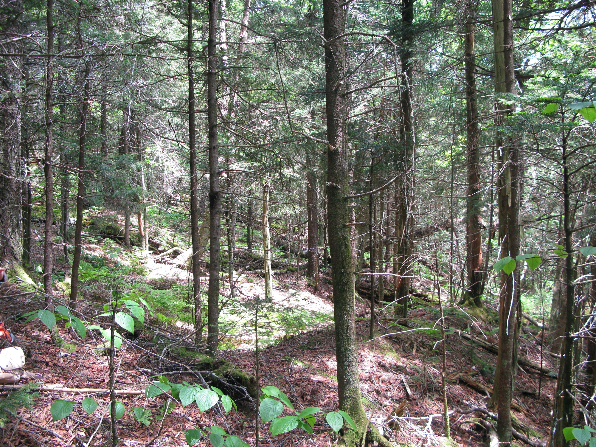 GRSM Accuracy Assessment. Plot Code: GRSM_AA_0113_3