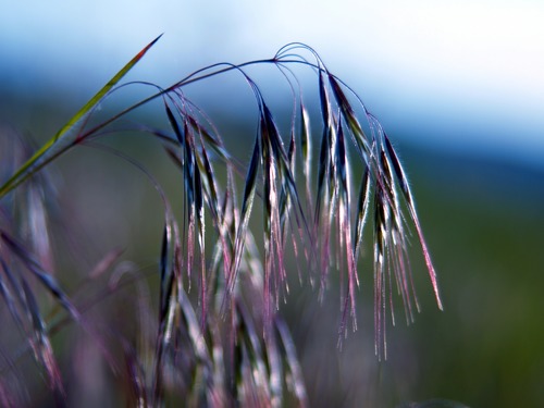 Downy Brome, Cheatgrass, Bromus tectorum