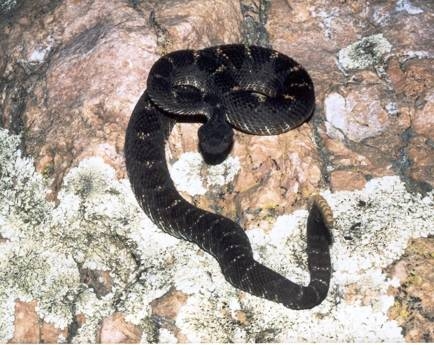 arizona black rattlesnake