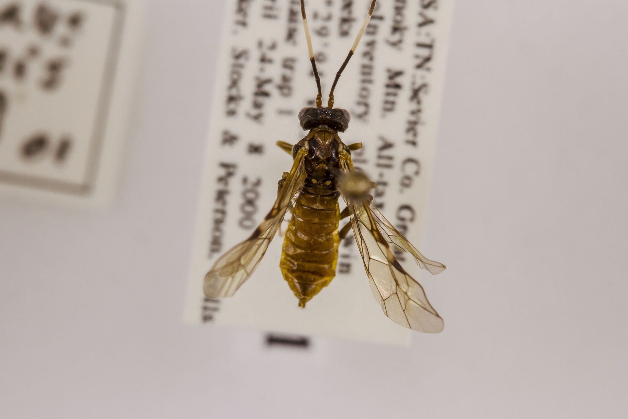 Image of Leucopelmonus annulicornis, a species of Animalia