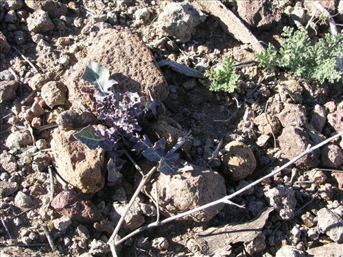 Streptanthus carinatus. Big Bend National Park, Route 13, mile 15. February 2004