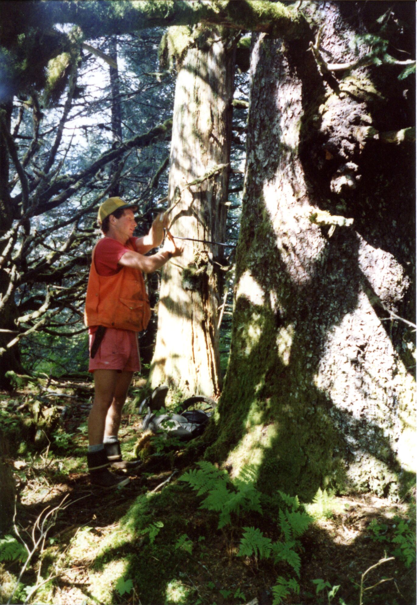 Conducting tree coring in July 1991