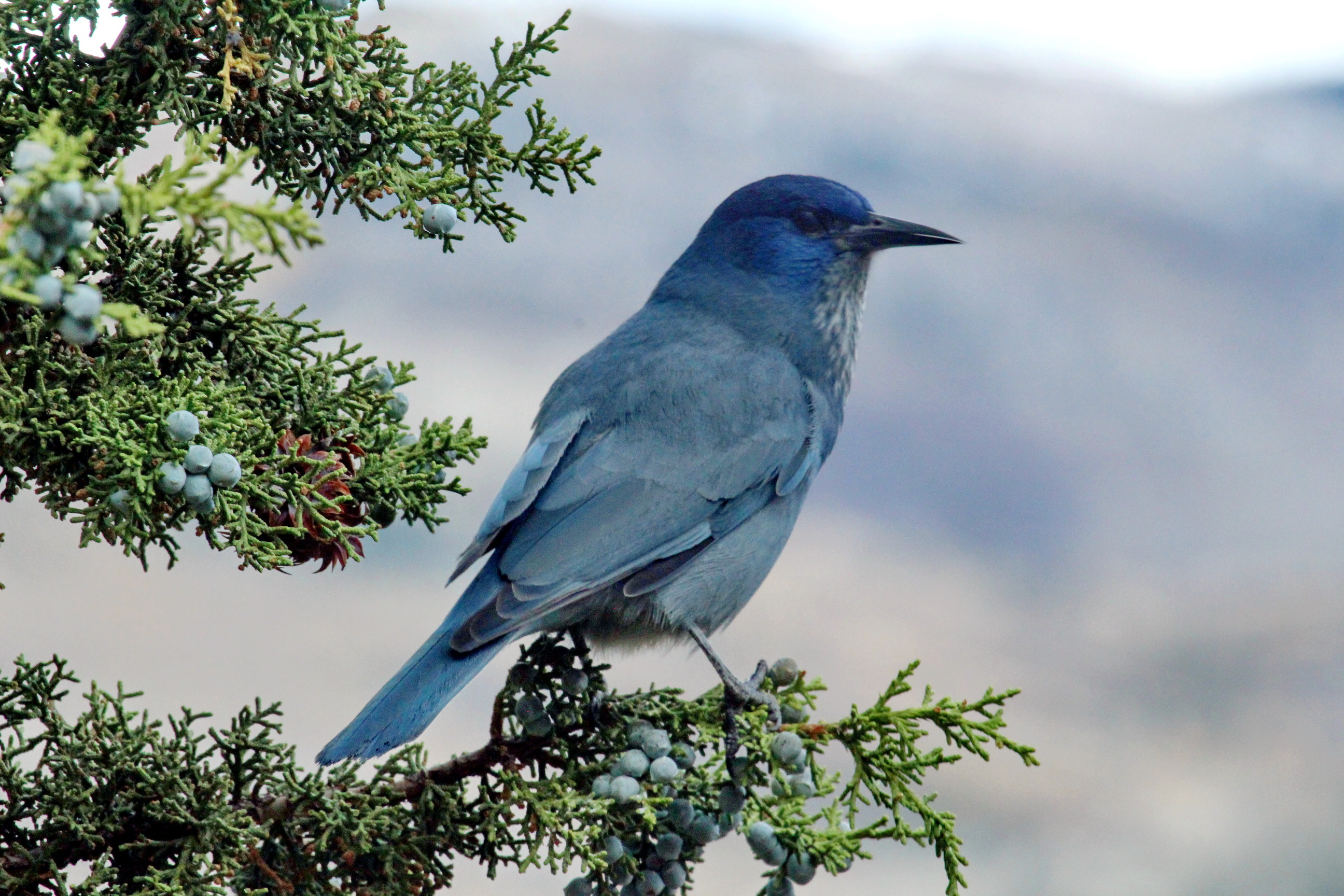 Blue colored bird perched on a juniper branch with clusters of blue juniper berries.