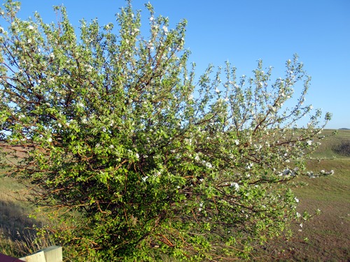a tree with white flowers