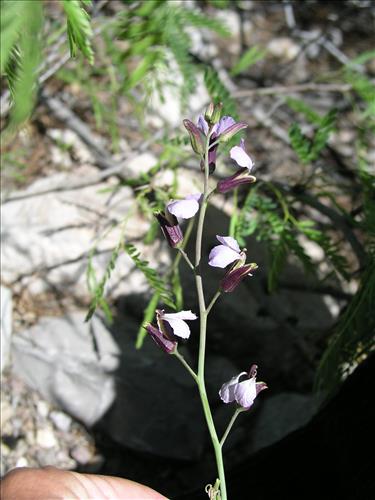 Streptanthus cutleri. Big Bend National Park, Tunnel. March 2004