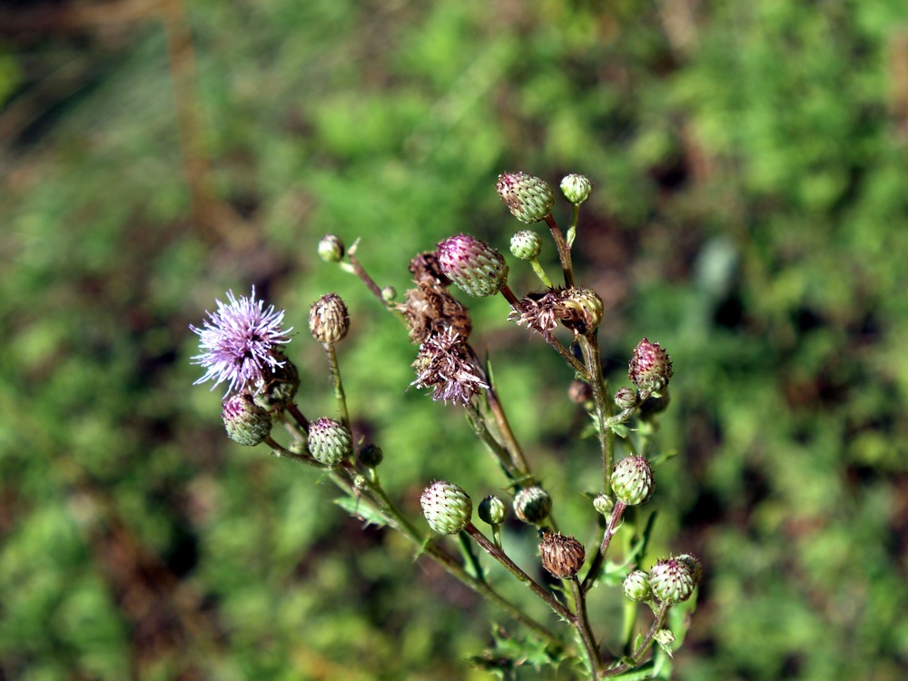 a fuzzy purple flower with many buds