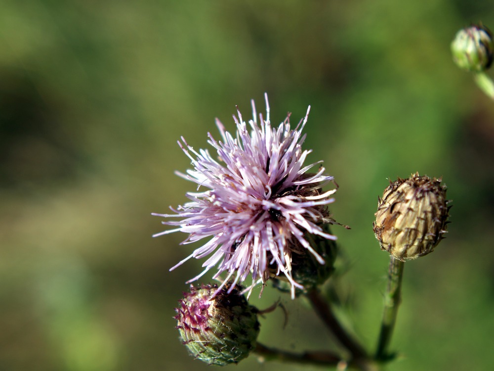a fuzzy purple flower with several buds