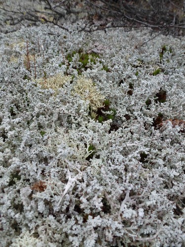 white colored lichen