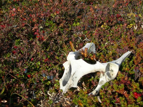 White bones lie on a thick mat of plants that include blue and red berries.