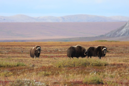 3 muskox and 7 geese standing amongst red, green, and orange vegetation.