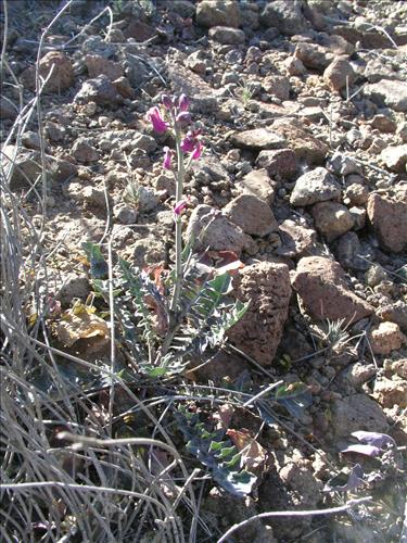 Streptanthus carinatus. Big Bend National Park, Route 13, mile 15. February 2004