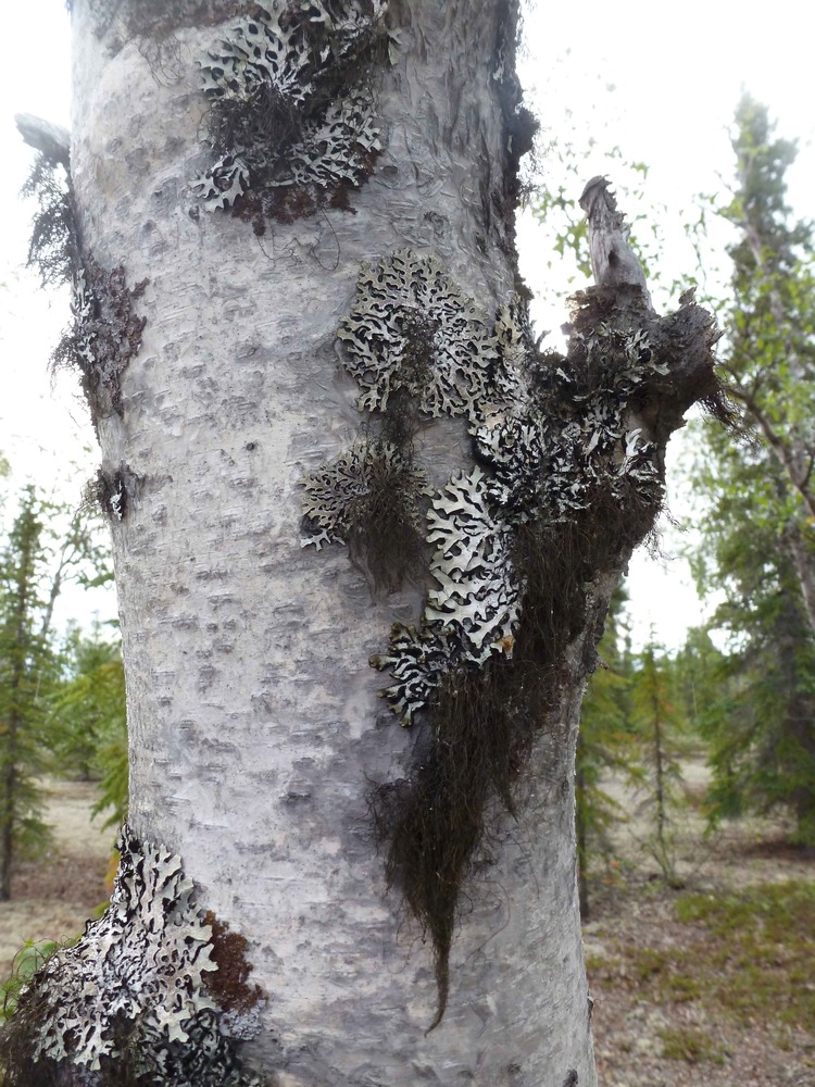 White and black lichen cling to the white bark of a tree.