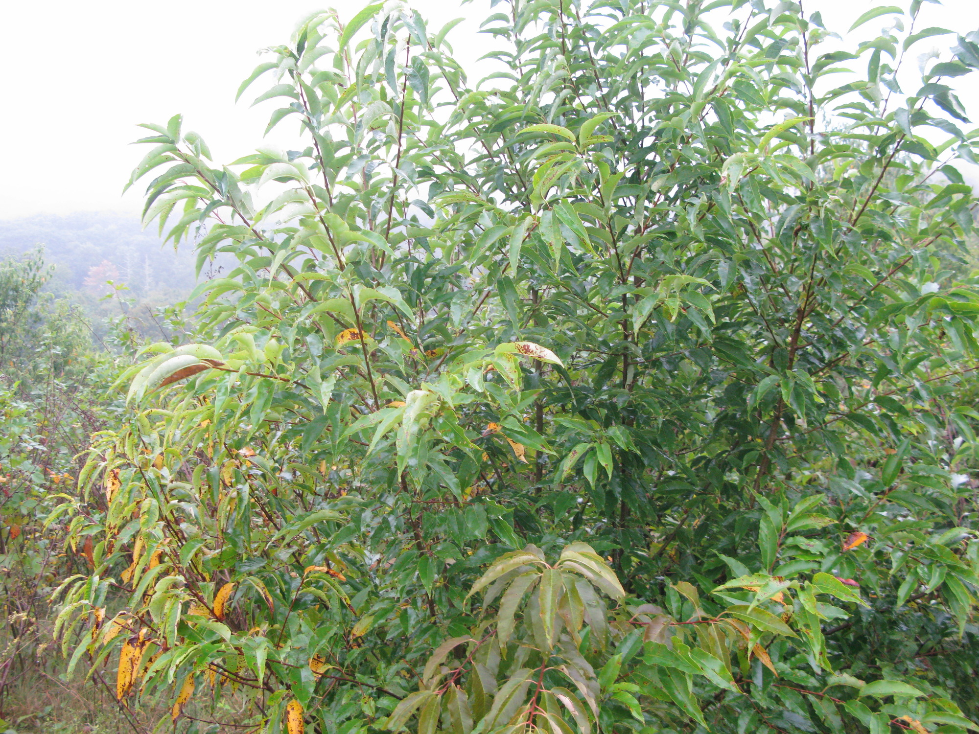 GRSM Accuracy Assessment. Plot Code: GRSM_AA_0075_5