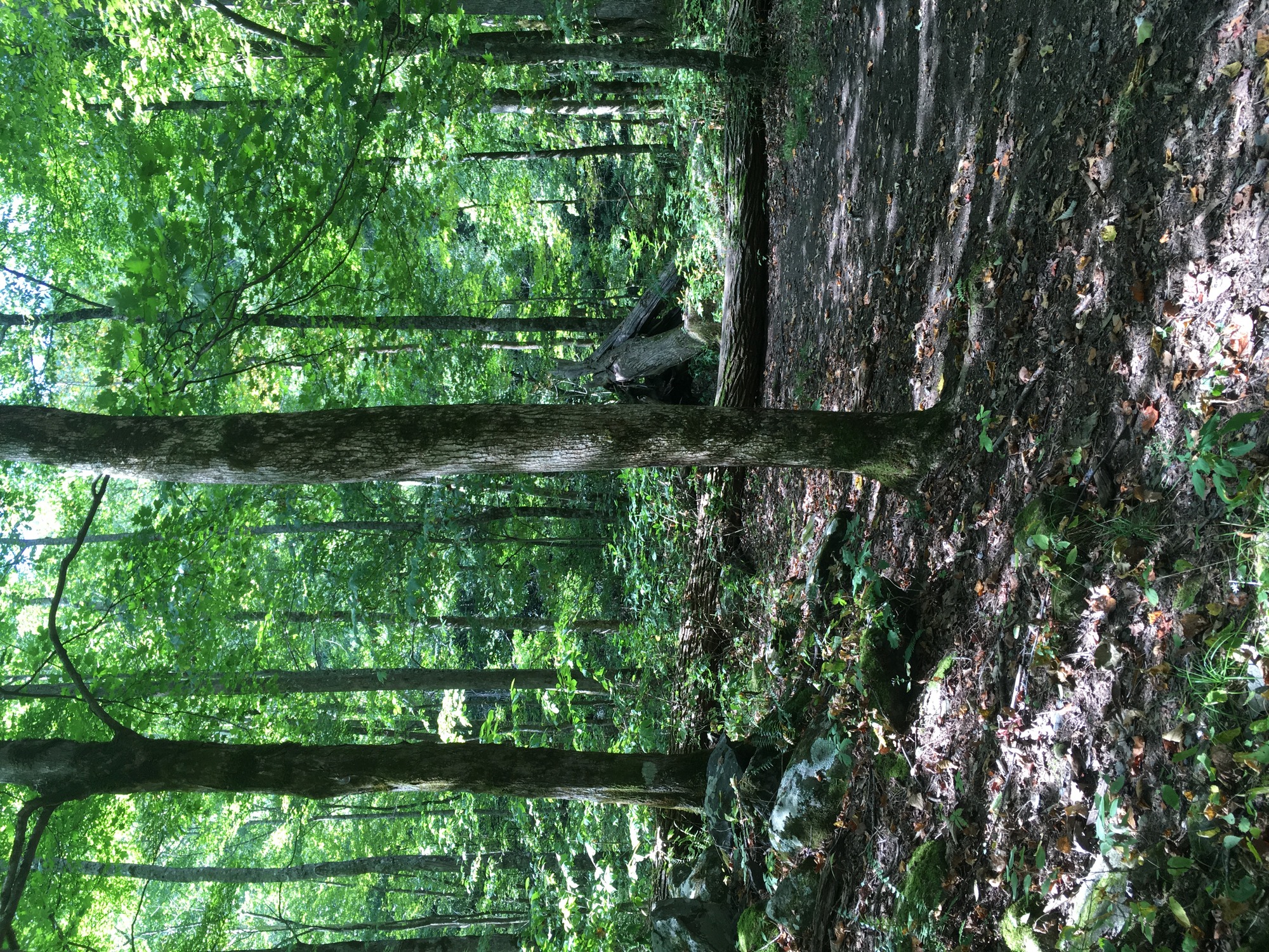 GRSM Accuracy Assessment. Plot Code: GRSM_AA_0811_5