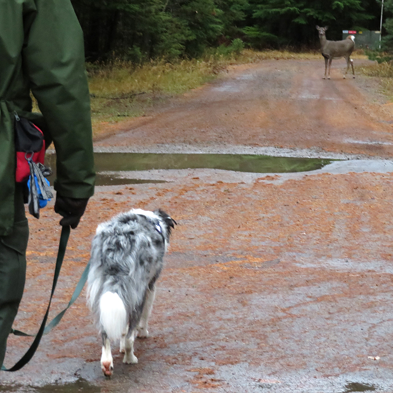 Park ranger and border collie approach a whitetail deer on a service road.