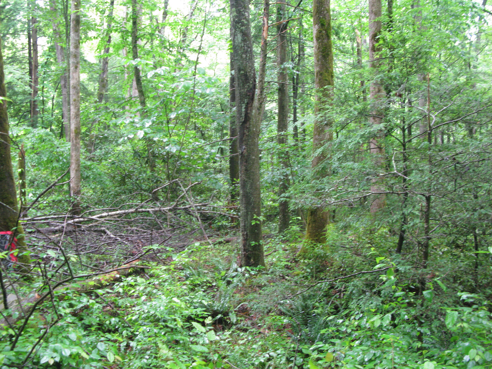 GRSM Accuracy Assessment. Plot Code: GRSM_AA_0627