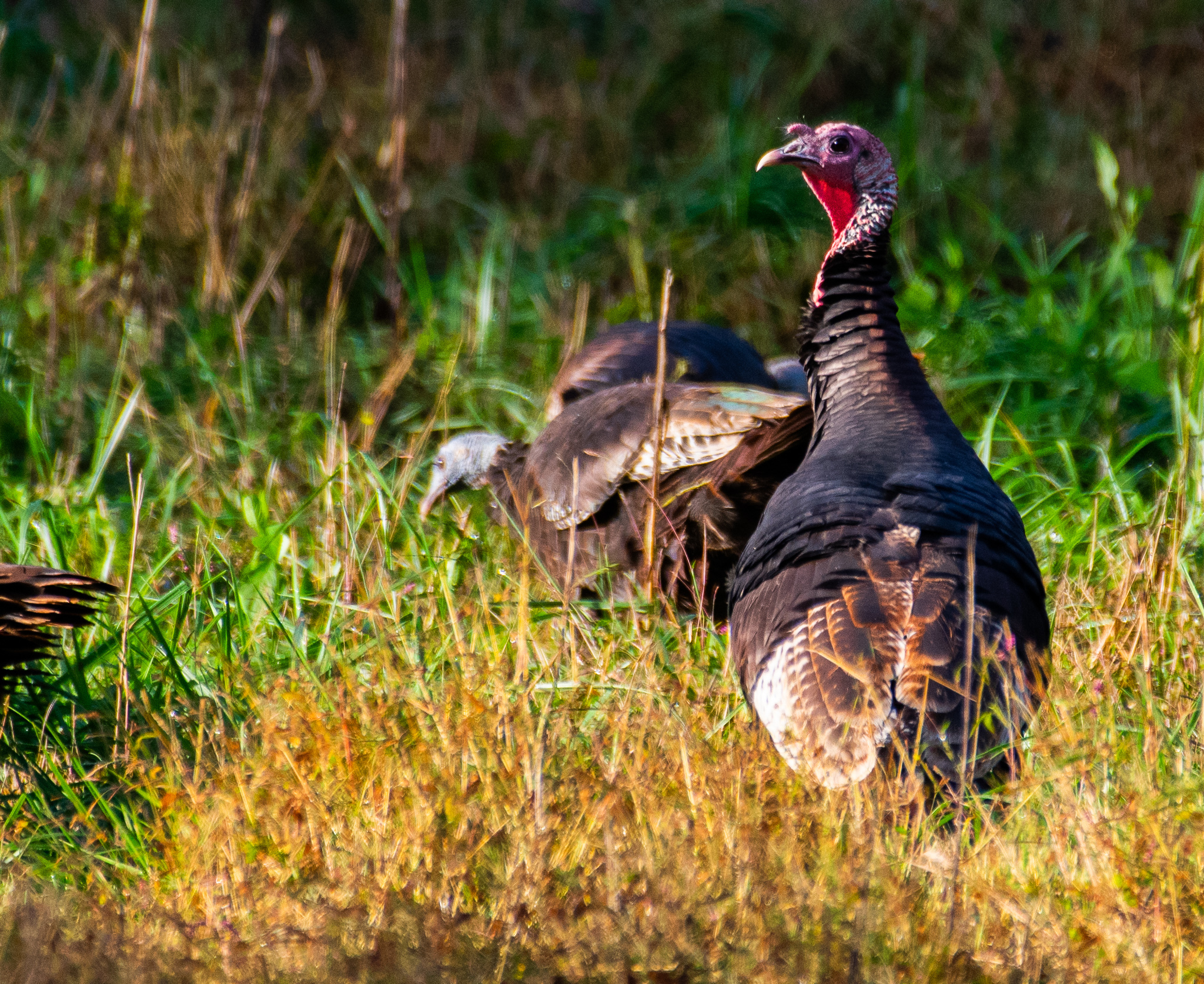 A few wild turkeys in tall grass