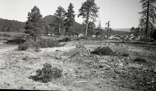 Langston's land