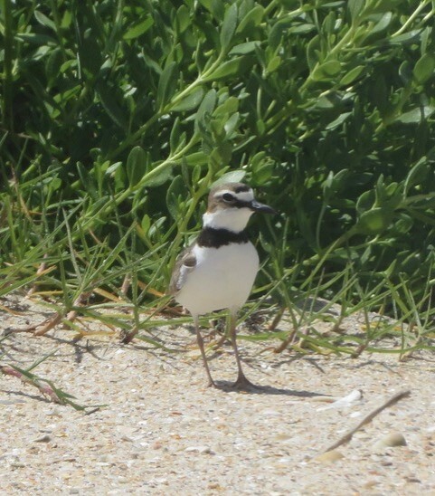 Wilson's Plover on the beach.