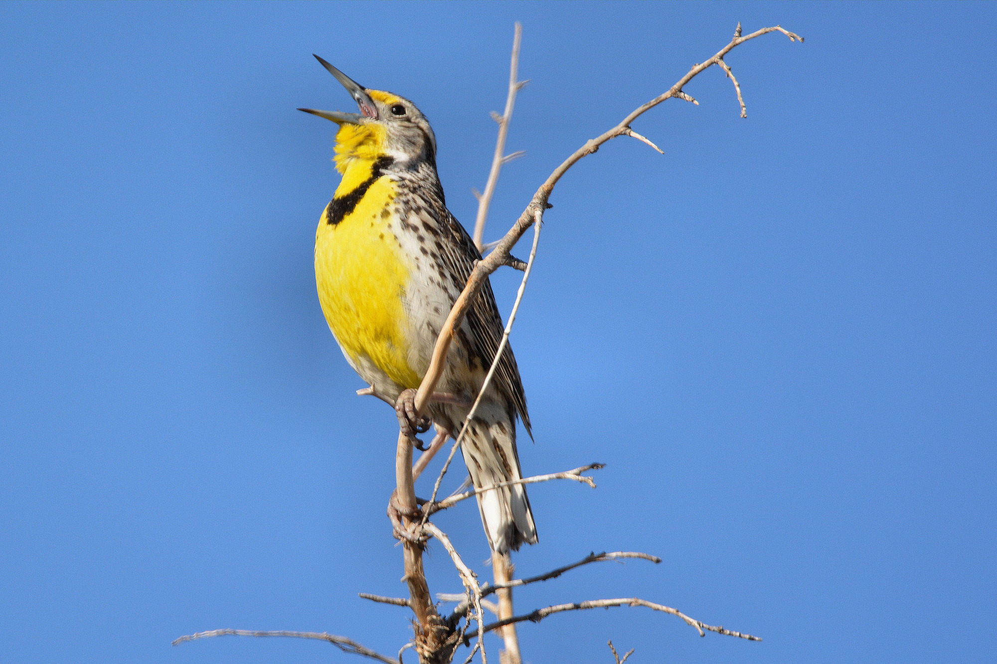 A yellow, black, white, and light brown bird perches on the tip of a branch, backed by blue sky. Its beak is open, singing. 