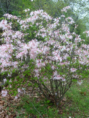 Pink flowers and green leaves