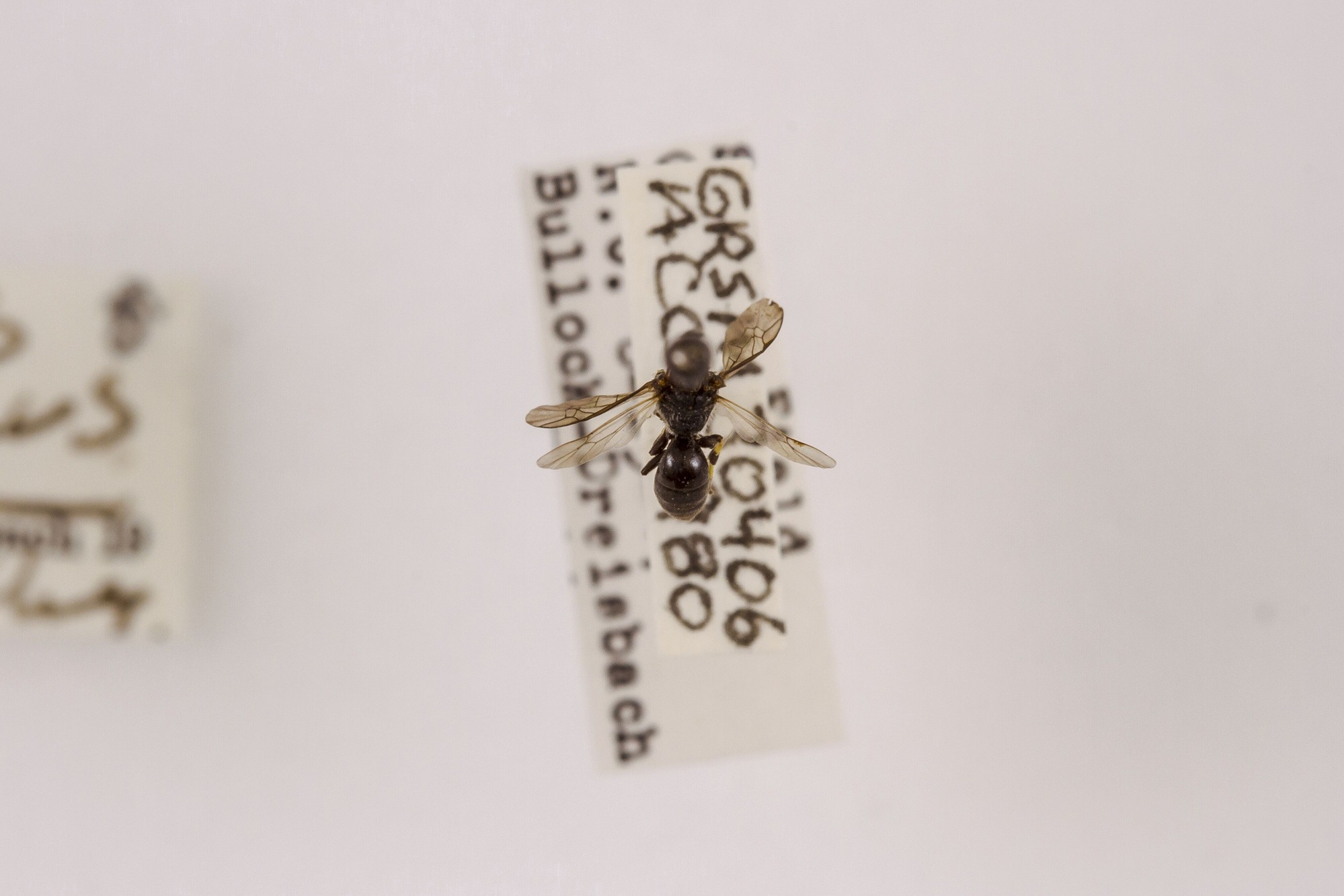 Image of Hylaeus elliptica, a species of Animalia