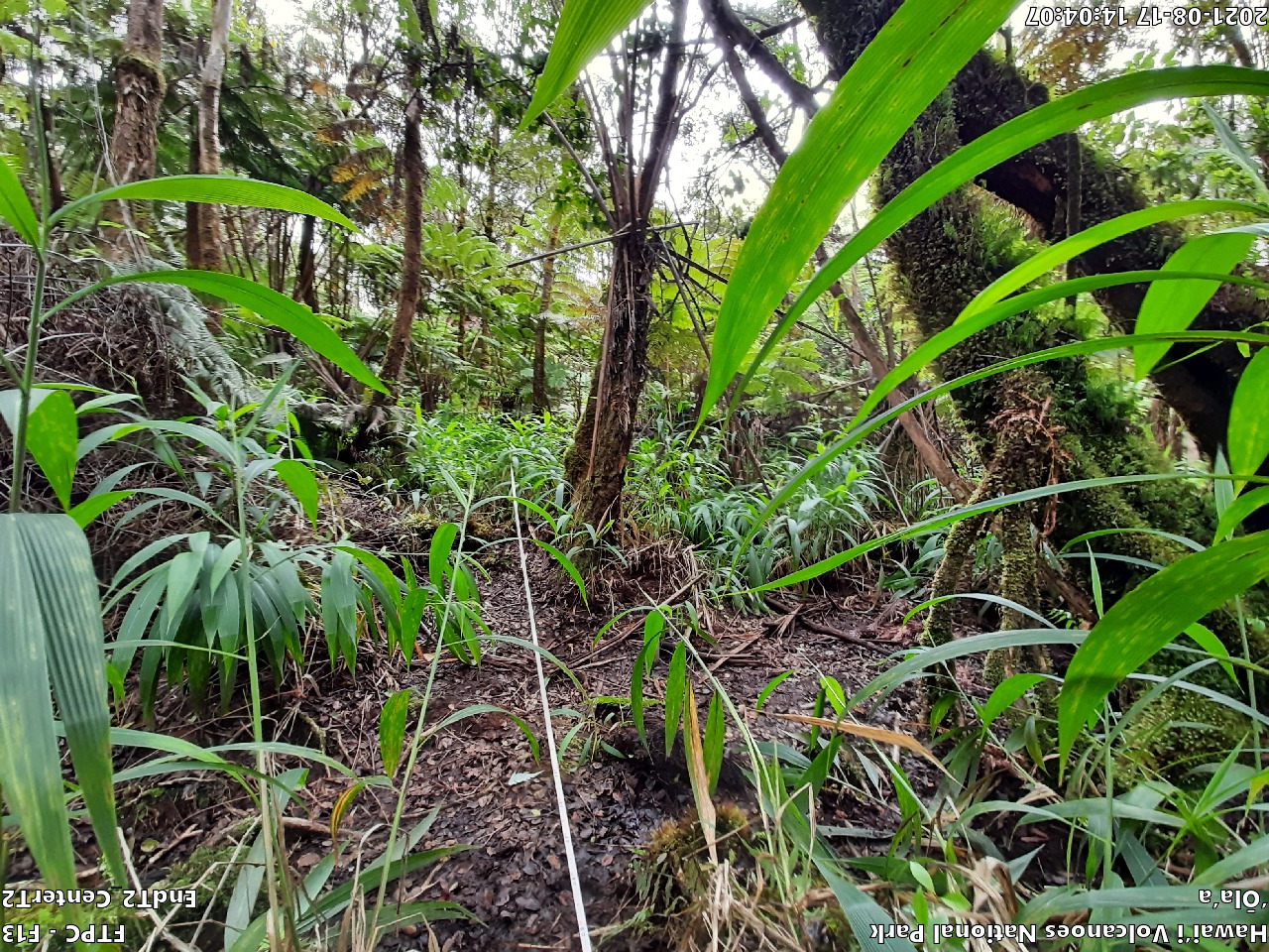 Eye-level view of plant community at monitoring site