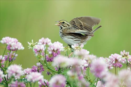 Savannah and white-throated sparrows in Cuyahoga Valley National Park