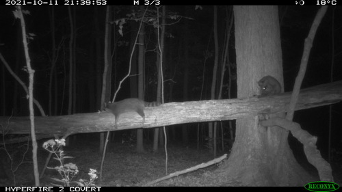 two raccoons hang out on a fallen tree.