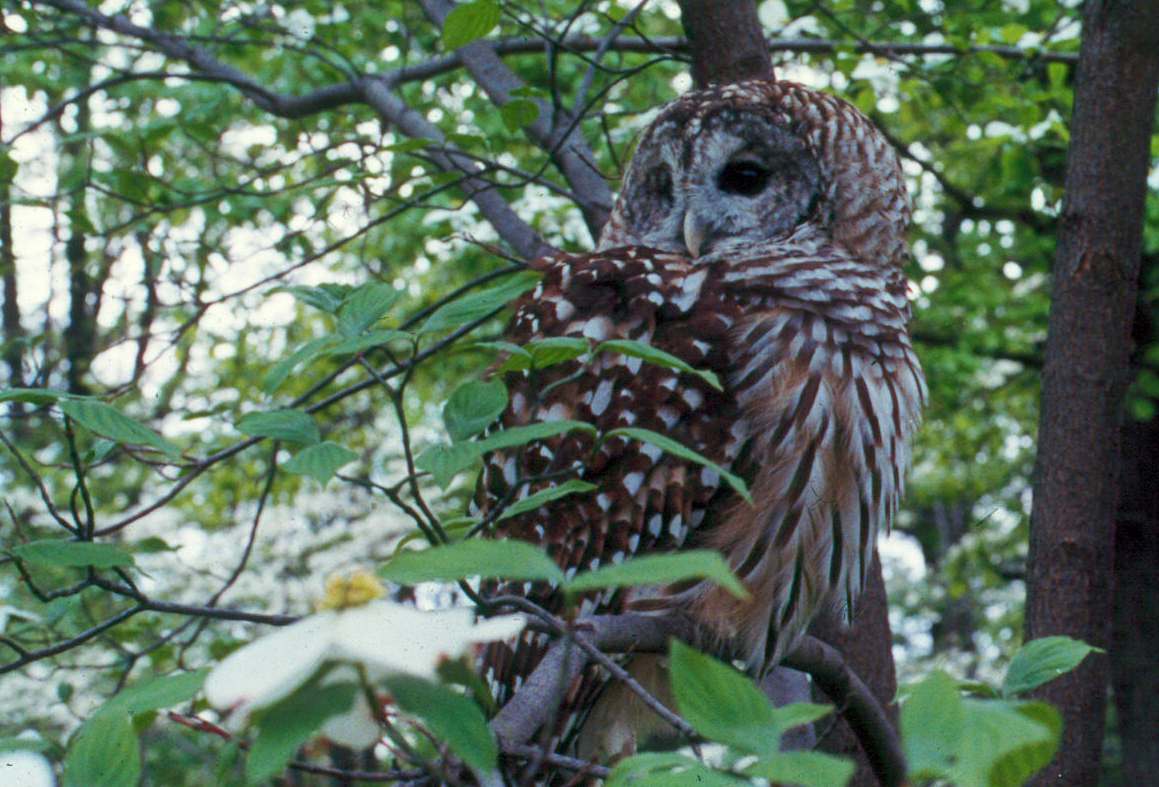 Barred owl