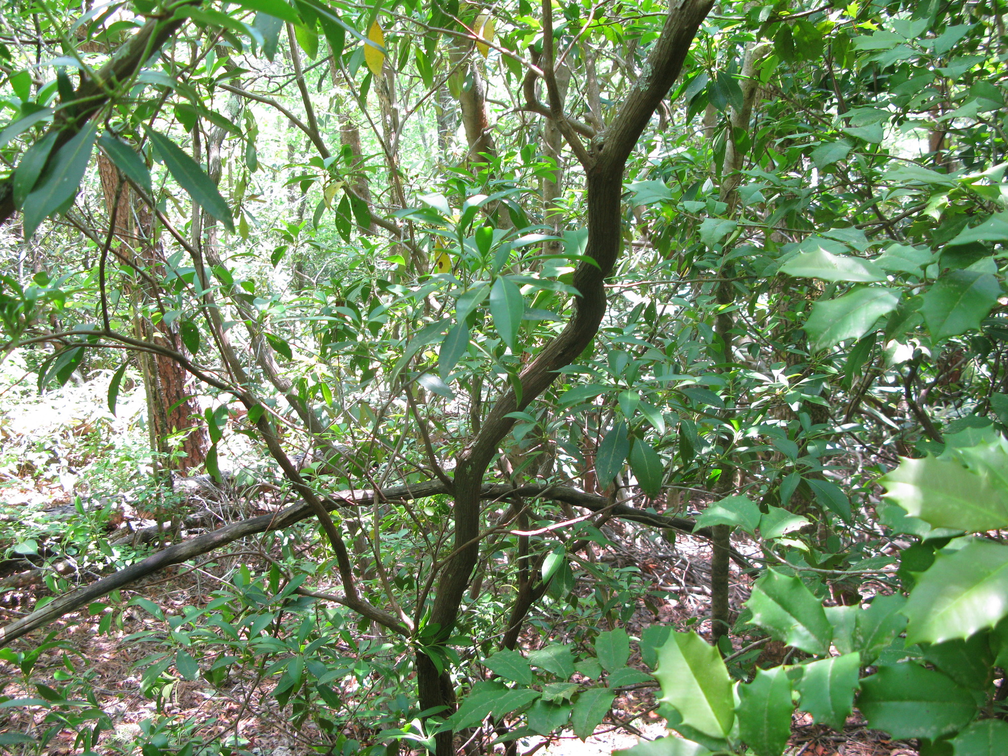 GRSM Accuracy Assessment. Plot Code: GRSM_AA_0784_4