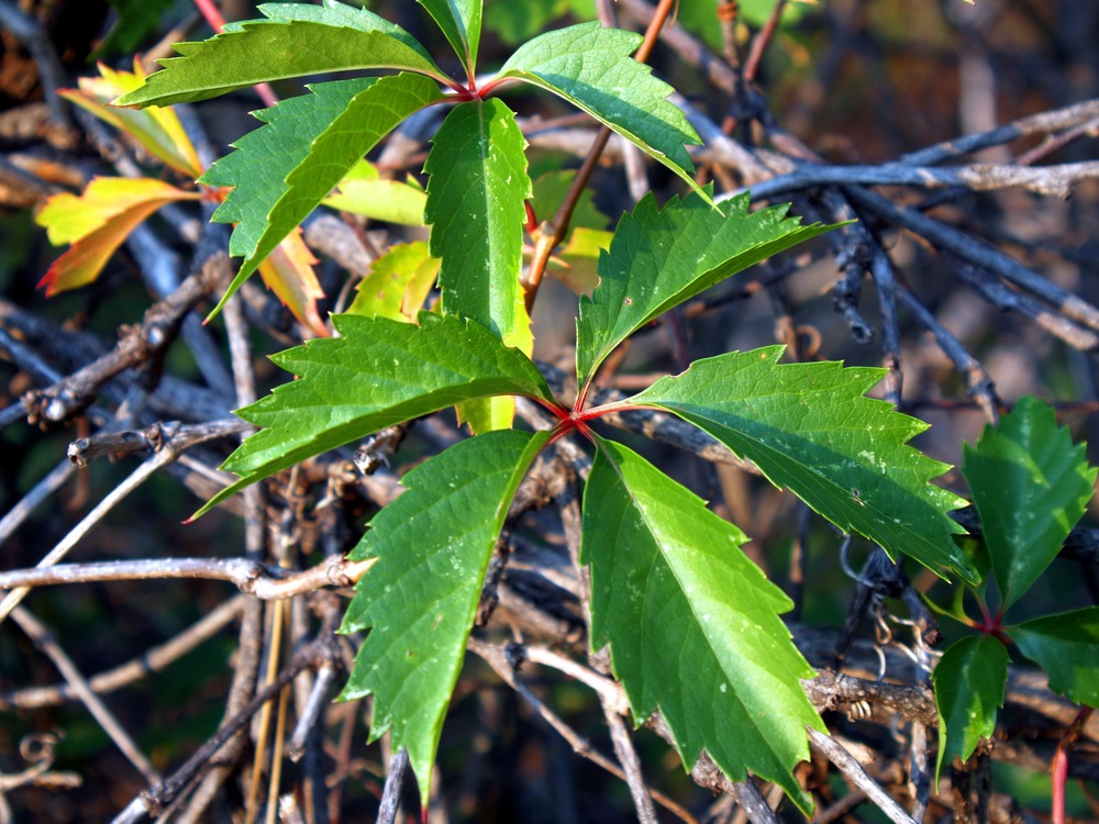 a vine with five narrow leaves