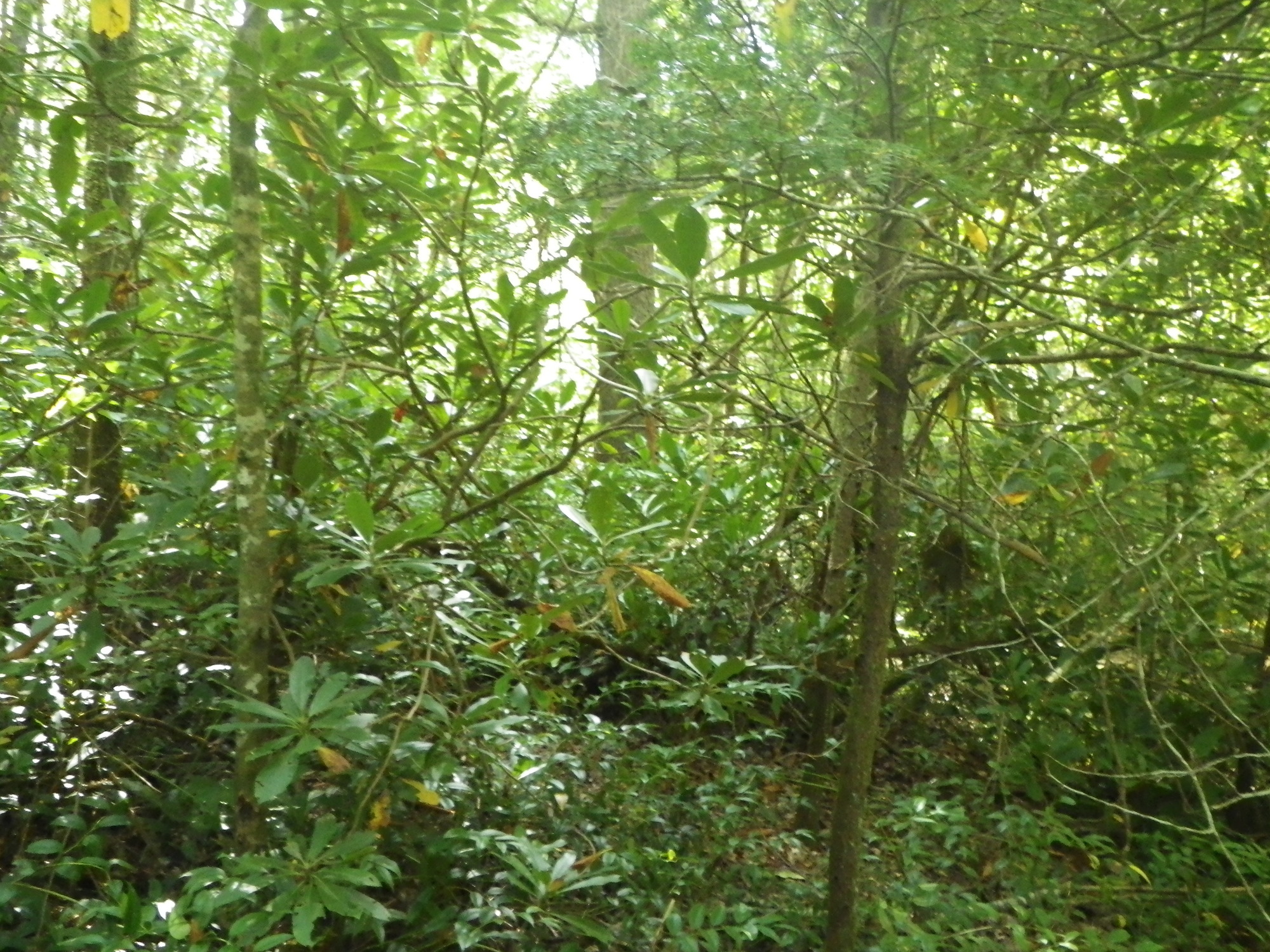 GRSM Accuracy Assessment. Plot Code: GRSM_AA_0285_4