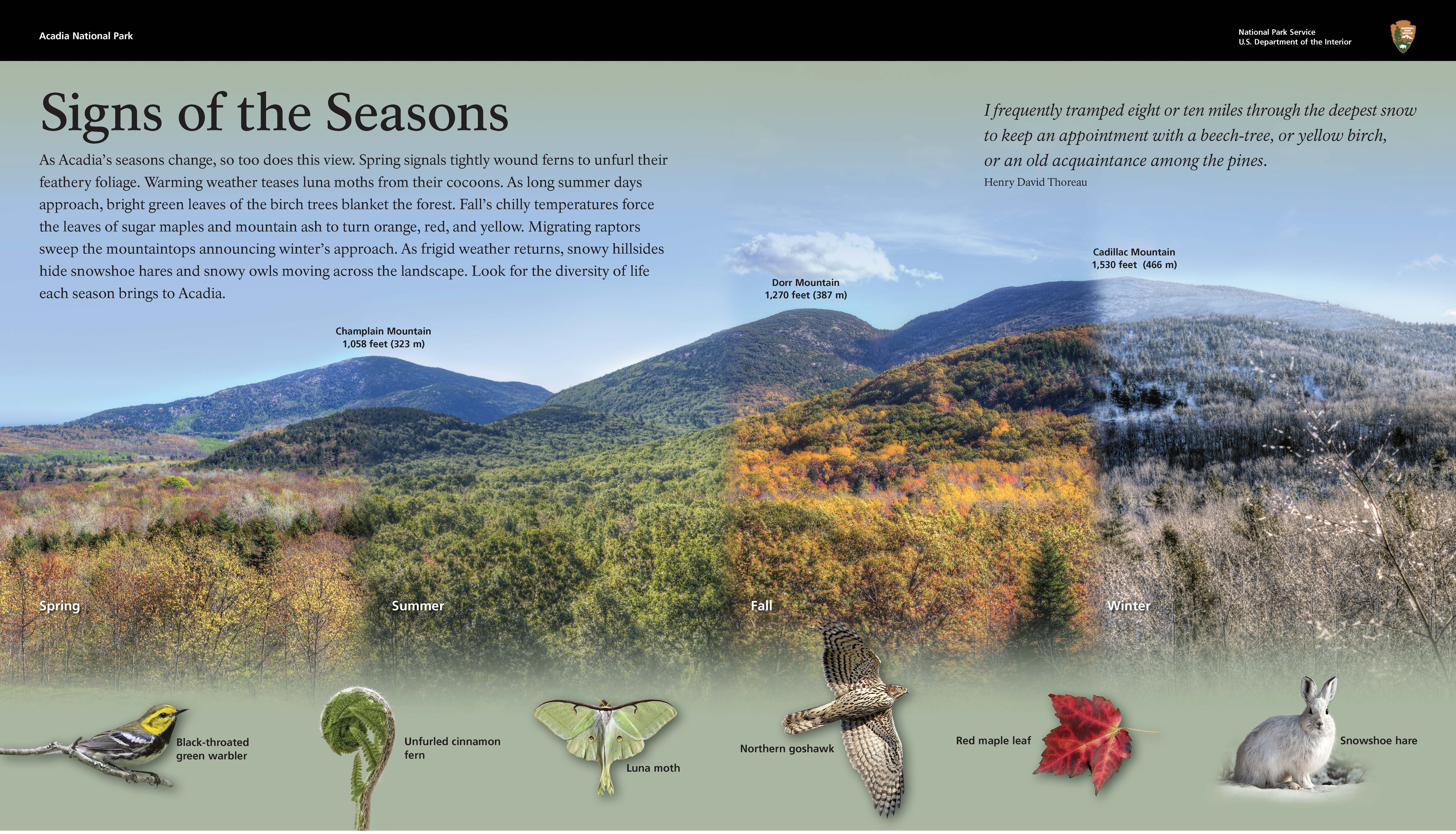 Title: Signs of the Seasons - shows a collage of a mountain view over the course of the 4 seasons with plants and animals below