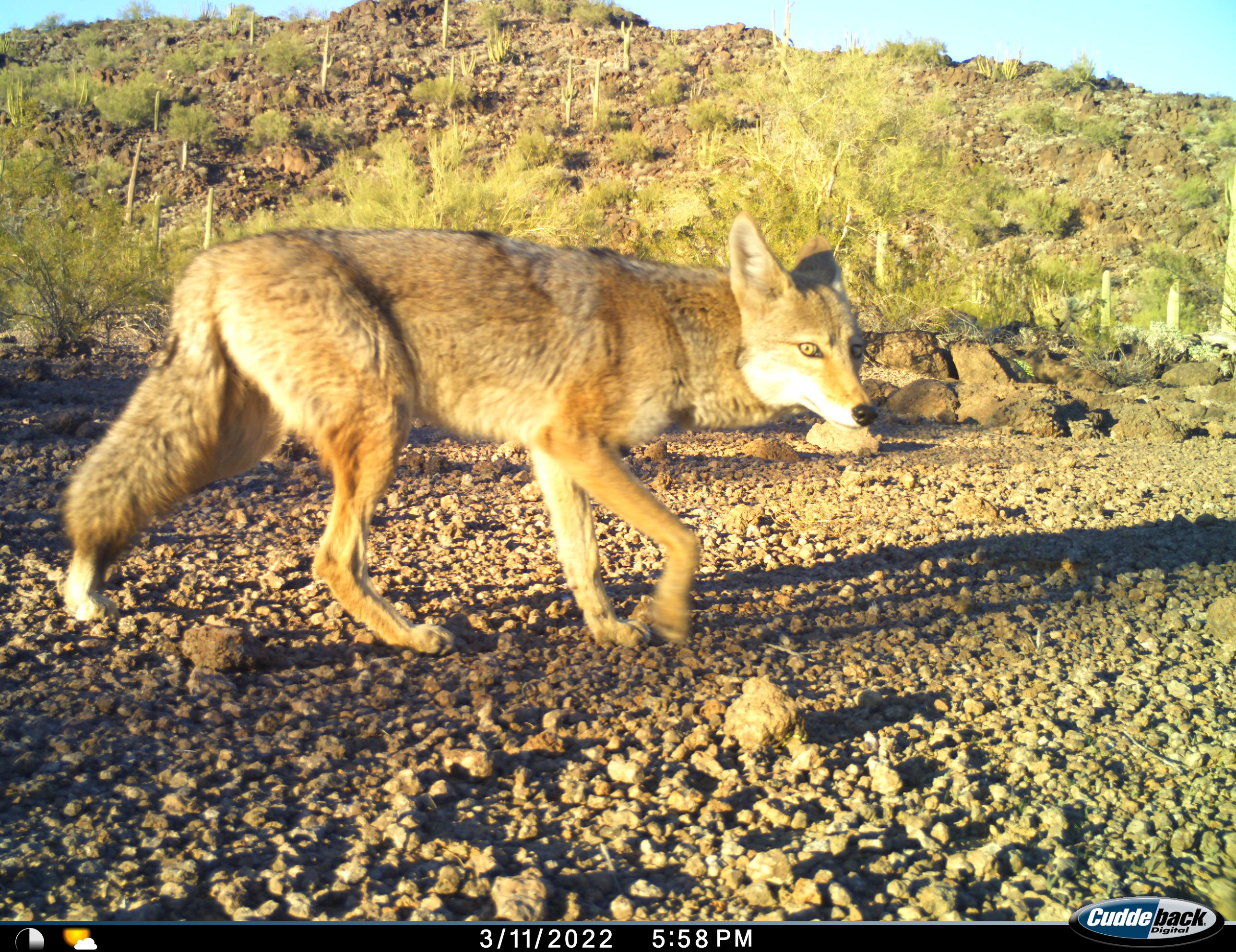 Sun glows on the coat of a coyote walking near a desert hillside.